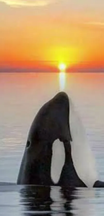 Whale breaches in front of sunset over calm ocean waters.