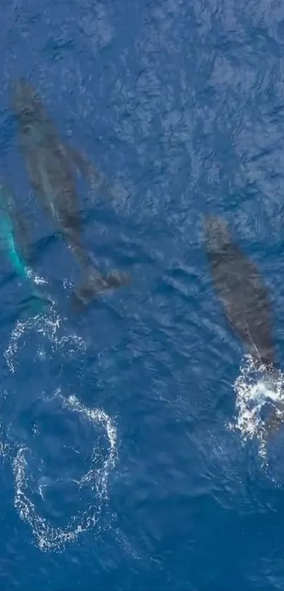 Aerial view of swimming whales in a vibrant blue ocean.