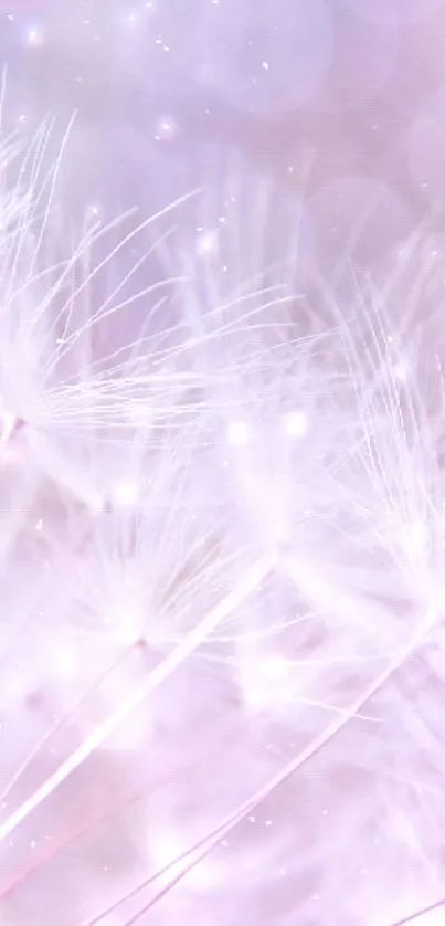 Delicate dandelion seeds on a pastel lavender background.