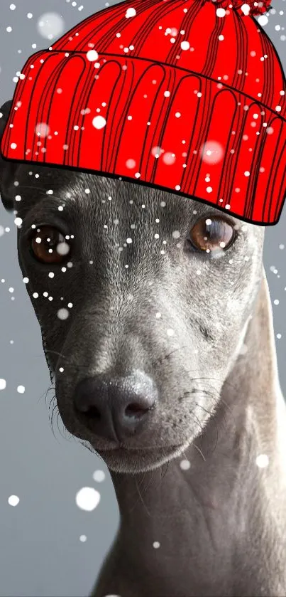 Playful grey dog wearing a red beanie surrounded by snowflakes.