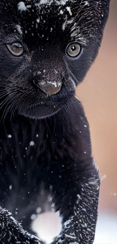 White Black Felidae Live Wallpaper