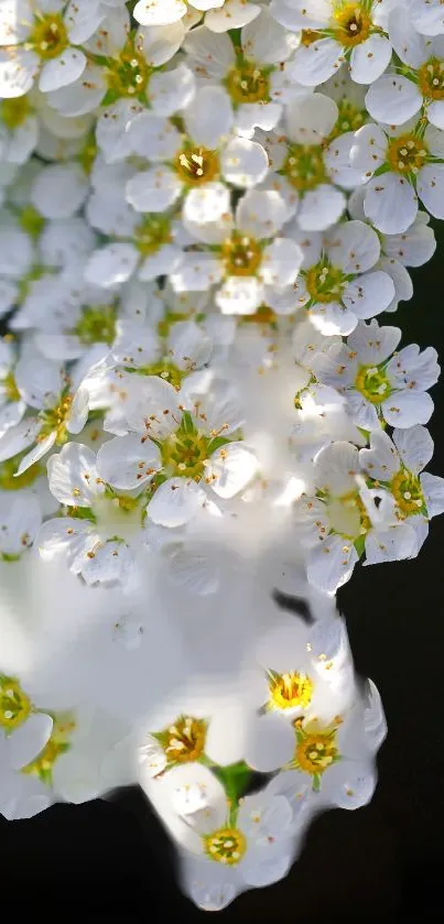 Close-up of delicate white blossoms against a dark background.