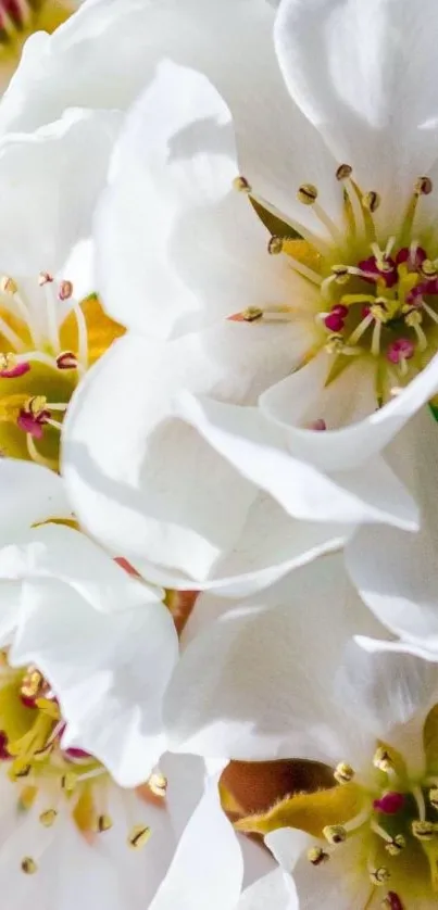 Close-up of delicate white blossom flowers.