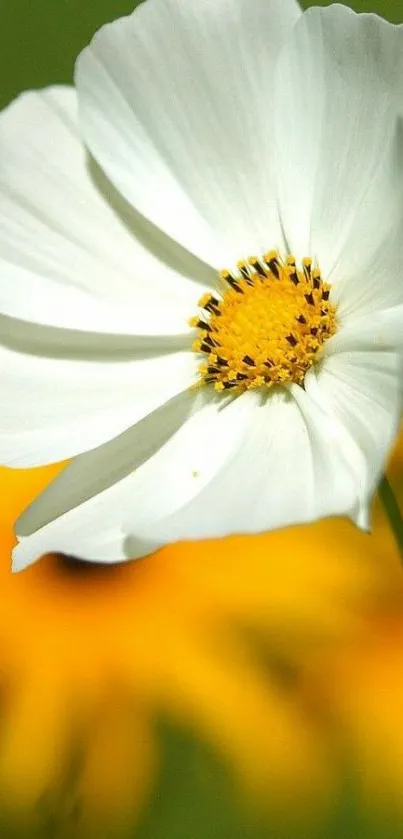 Beautiful white flower with yellow center on green background.