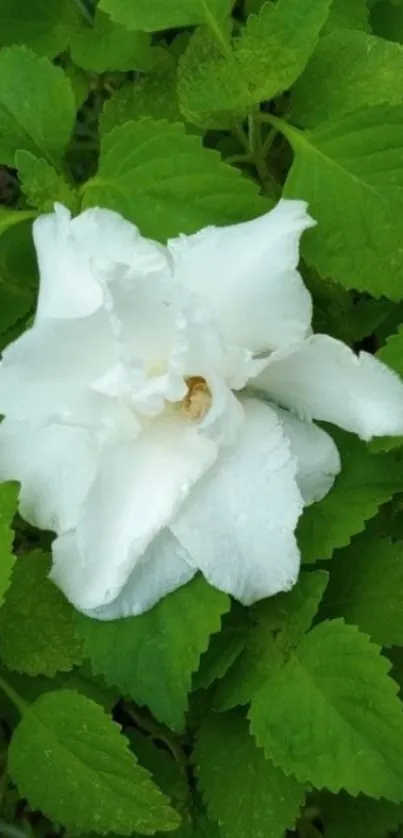 White flower surrounded by green leaves.