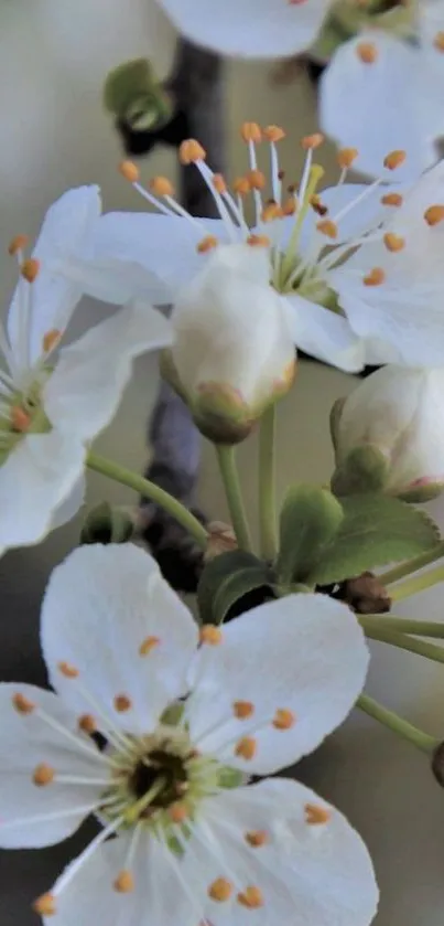 White blossoms on branches with delicate detail.