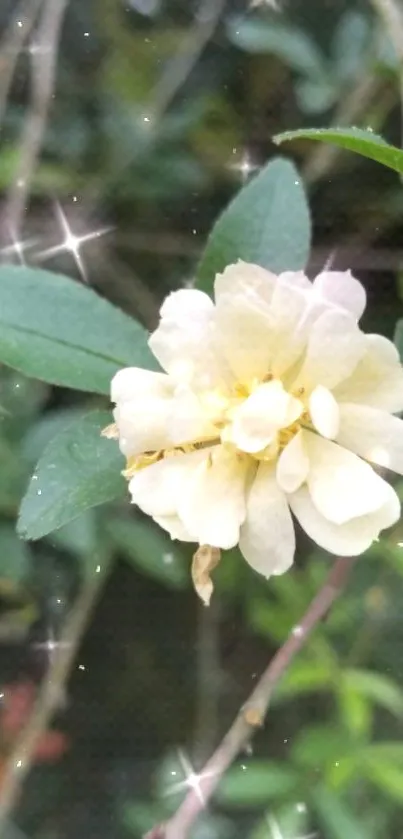 A white flower with sparkling accents and green leaves.