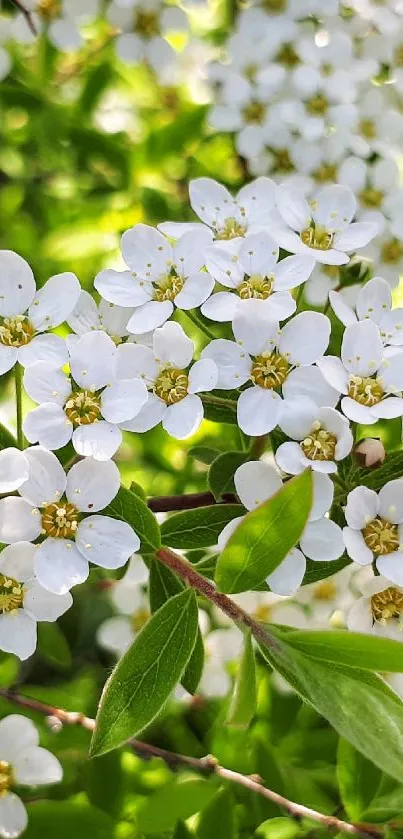 White blossoms with green leaves in a vibrant spring background.