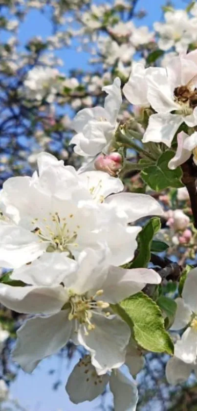 White blossoms blooming against a bright blue sky.