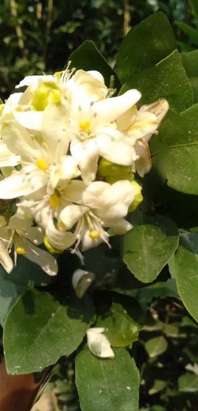 White blossoms against lush green leaves in nature.