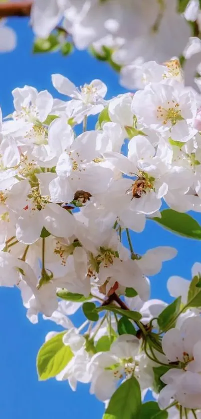 White blossoms with a bright blue sky backdrop.