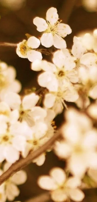 Delicate white blossom flowers mobile wallpaper