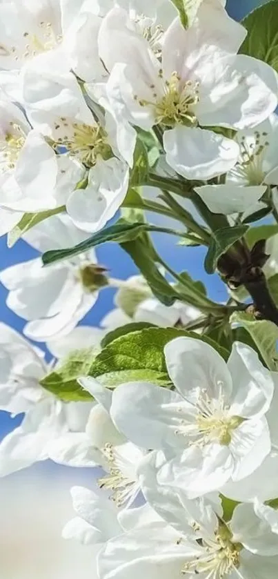 White blossoms against blue sky mobile wallpaper.