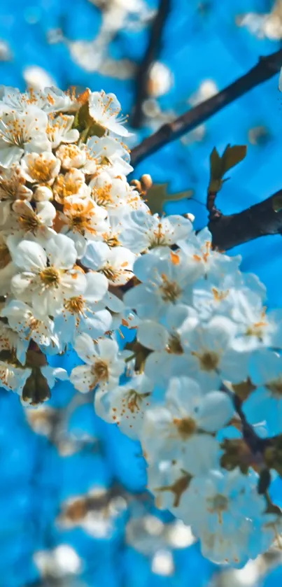 White blossoms contrast against a vivid azure sky on a spring day.