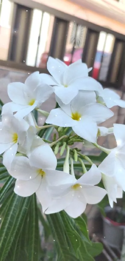 White flowers on green leaves wallpaper.