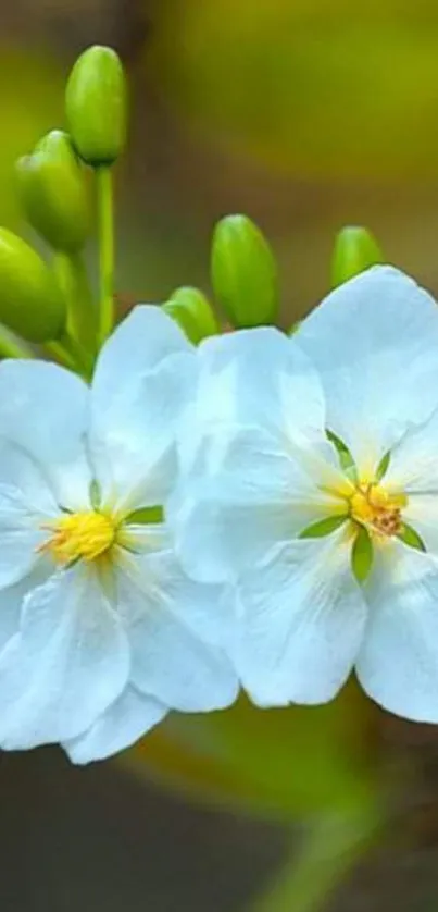 Close-up of white blossoms with green buds on a mobile wallpaper.