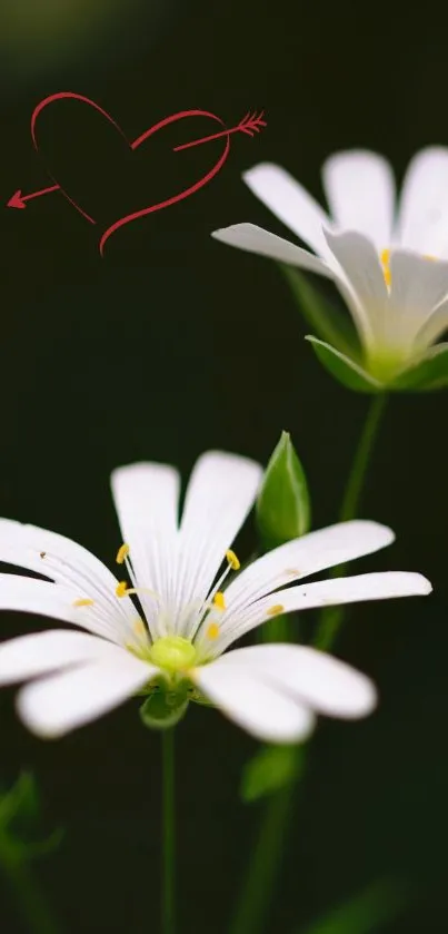 White flowers with a red heart drawing on a dark green background.