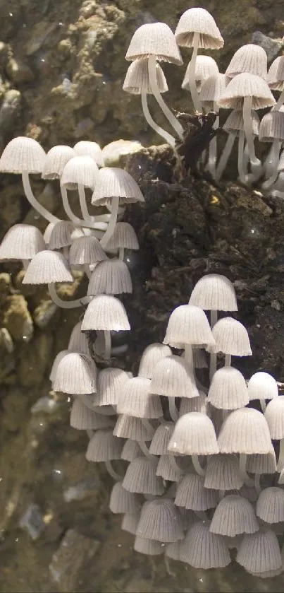 Pure mushroom  Live Wallpaper