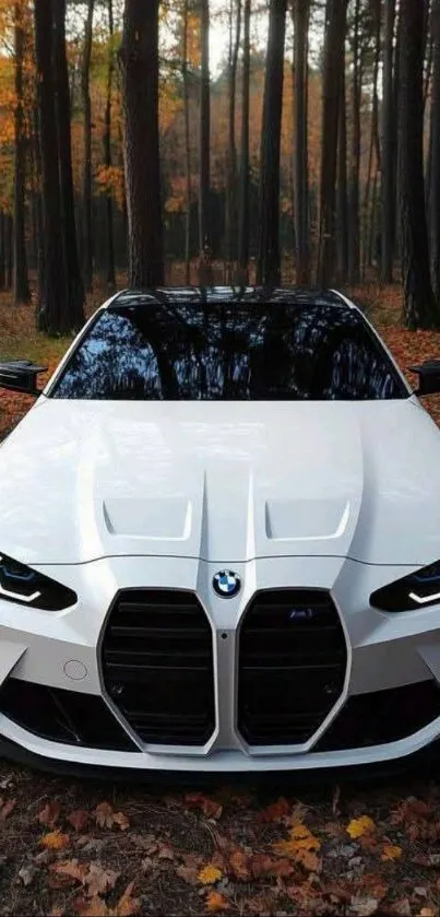 White car in autumn forest with fallen leaves.