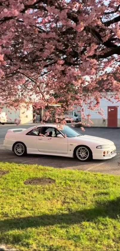 A white car parked under blooming cherry blossom trees on a sunny day.