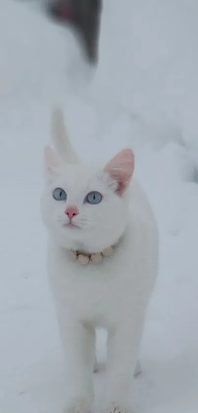 White cat with blue eyes in snowy landscape wallpaper.