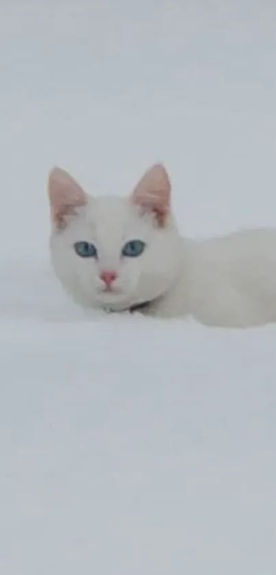 Fluffy white cat with blue eyes in snowy landscape.