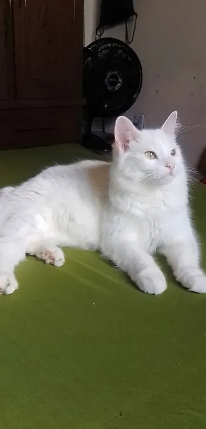 White cat lounging on a green bed with a fan in the background.