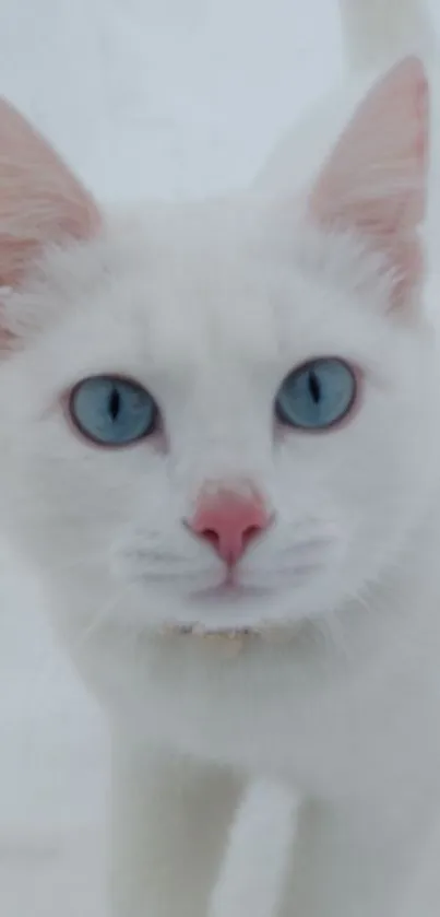 White cat with blue eyes in soft snowy setting.