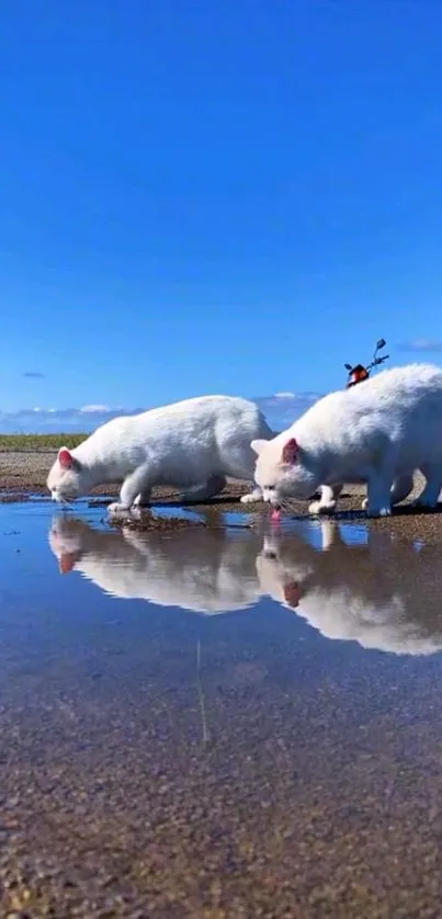 Two white cats reflected in a tranquil water body under a blue sky.