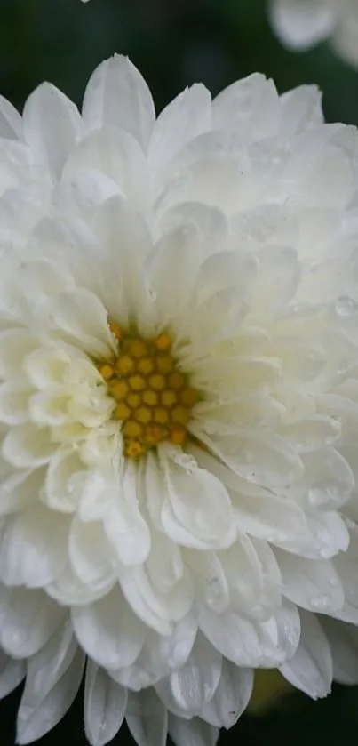 White chrysanthemum flower with yellow center, close-up view.