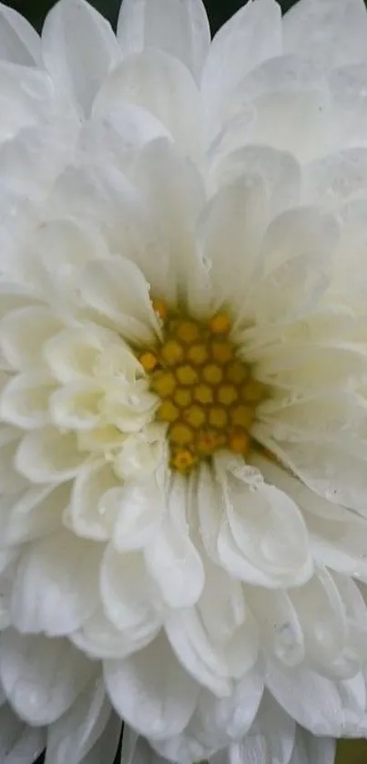 Close-up of a white chrysanthemum with dewy petals, perfect for mobile wallpaper.