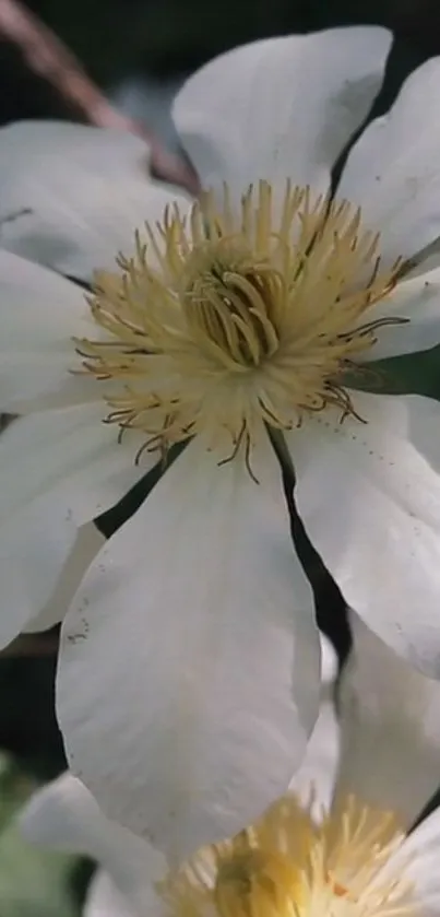 Vibrant white clematis flower with golden center against a lush background.