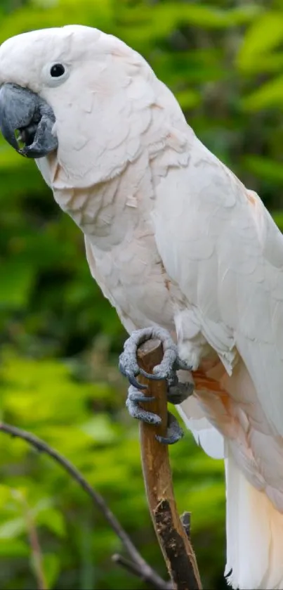 White cockatoo sitting on a branch with lush green background.