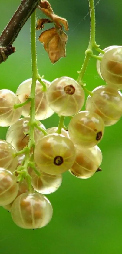 White currants hanging on a vine with a green background.