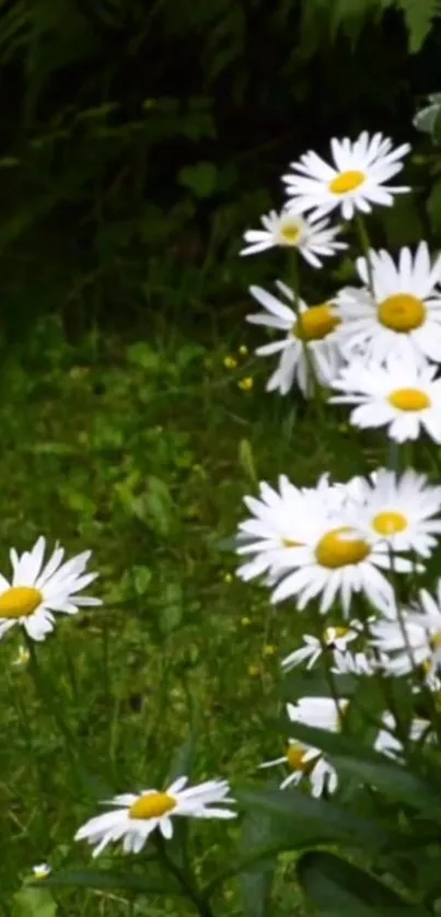 White daisies blossoming in green field background.