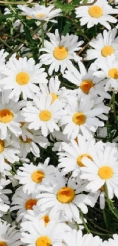 Abundant white daisies in full bloom on green grass.