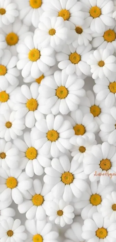 A cluster of white daisies with yellow centers.