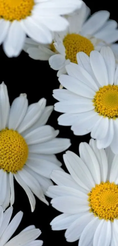 Elegant white daisies on black mobile phone wallpaper.