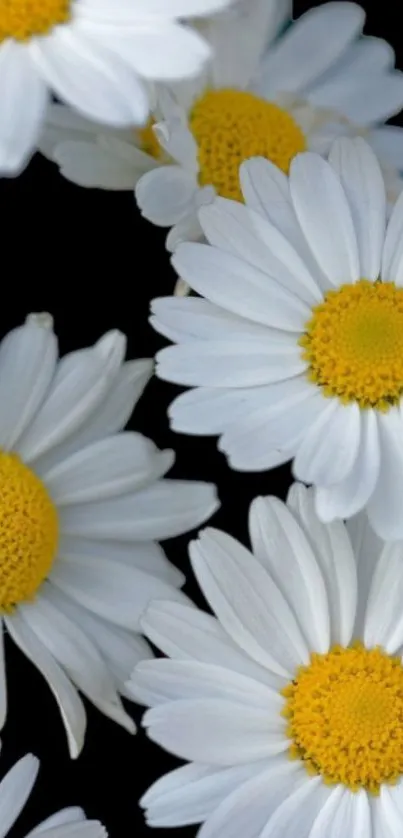 White daisies on black background mobile wallpaper.