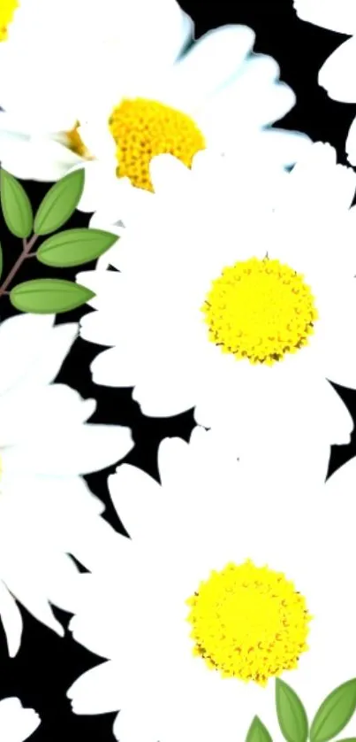 White daisies with yellow centers on a black background.