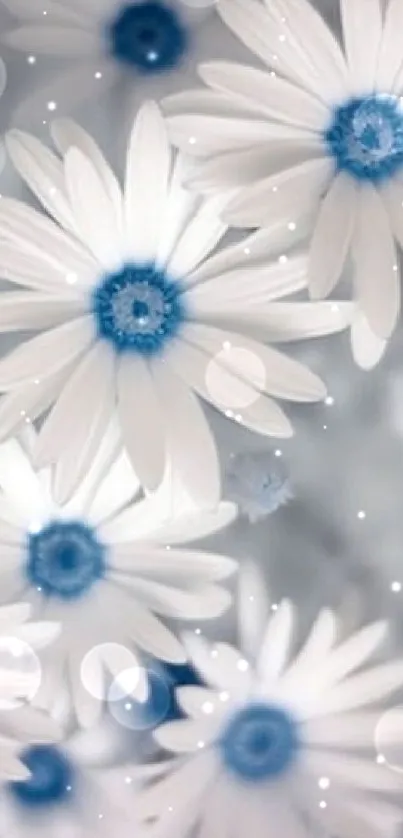 White daisies with blue centers on gray background.