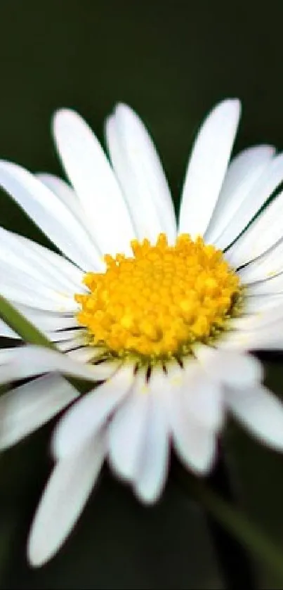 Close-up of a white daisy with a yellow center on a dark background.