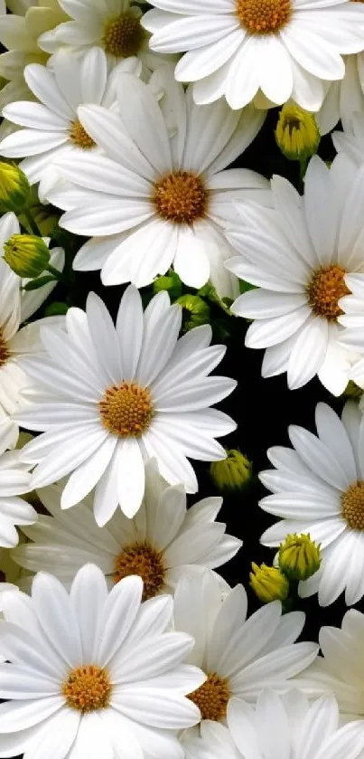 Bright white daisy flowers with yellow centers in a lush floral display.