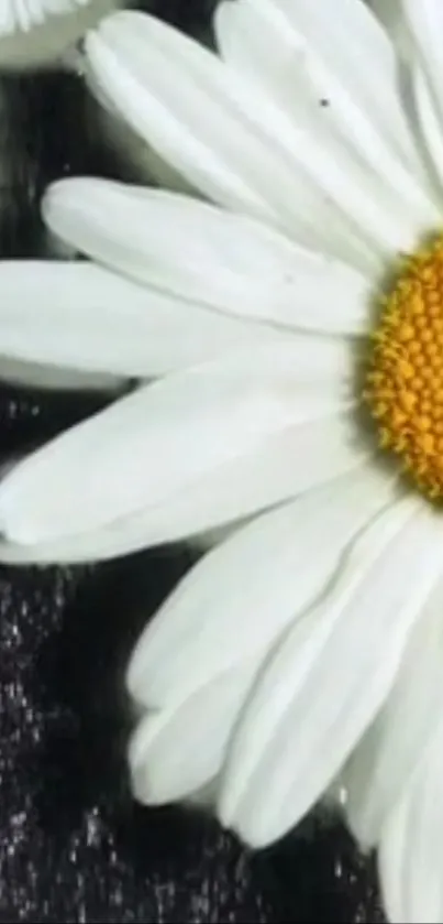 Elegant white daisy flower on black textured background.