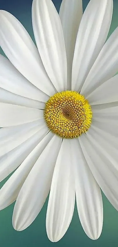 Close-up of a white daisy flower on green background.