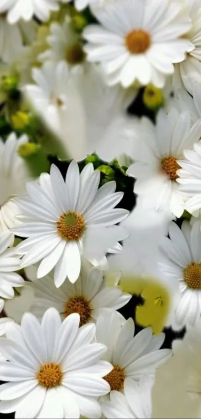 A calming mobile wallpaper featuring white daisies in bloom.