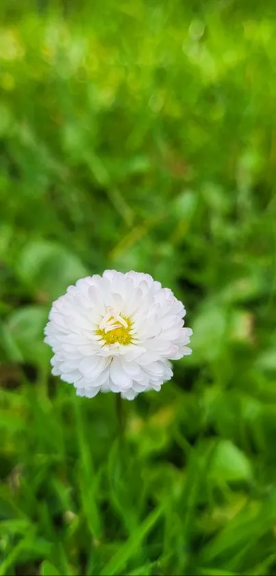 Close-up of a white daisy on scenic green grass.