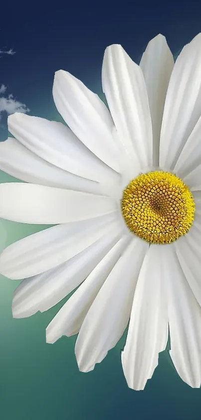 White daisy flower on a blue sky background, perfect for mobile wallpaper.