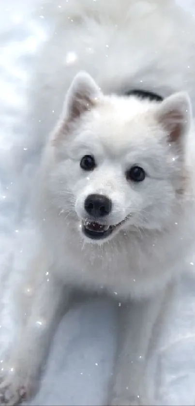 Adorable white dog playing in snowy landscape.