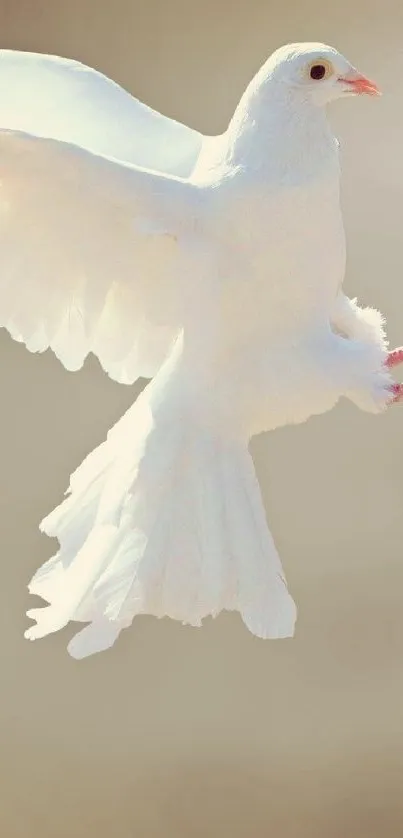 White dove flying with autumn leaves in soft background.